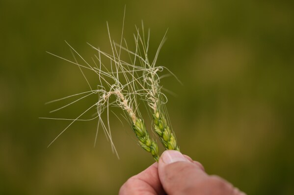Farmer Vance Ehmke looks at wheat damaged by a late freeze in one of his fields Friday, May 15, 2026, near Healy, Kan. (AP Photo/Charlie Riedel)
