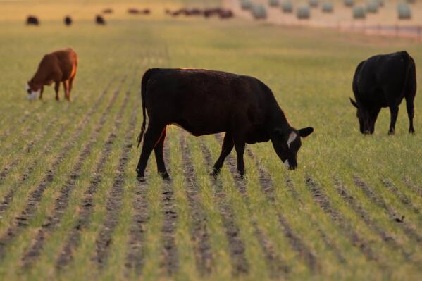 Cattle graze in a field of abandoned wheat Friday, May 15, 2026, near Cimarron, Kan. (AP Photo/Charlie Riedel)