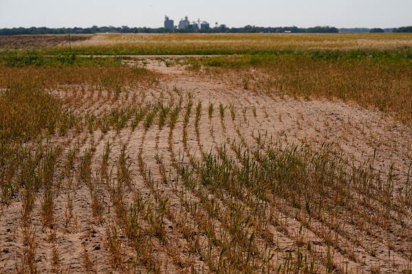 Wheat plants struggle to survive in a drought-stressed field near Macksville, Kan., Saturday, May 16, 2026. (AP Photo/Charlie Riedel)