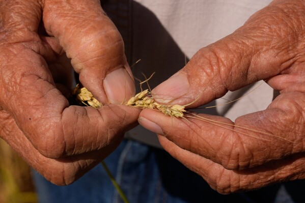 Farmer Orville Williams looks at drought-stressed wheat in one of his fields Saturday, May 16, 2026, near Montezuma, Kan. (AP Photo/Charlie Riedel)