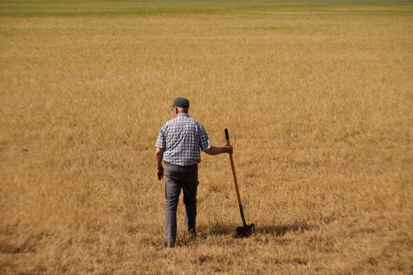 Farmer Vance Ehmke checks a wheat field decimated by wheat streak mosaic virus Friday, May 15, 2026, on his farm near Healy, Kan. (AP Photo/Charlie Riedel)