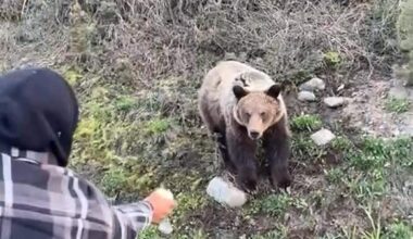 2 men allegedly seen hand-feeding grizzly bear in Smithers B.C.