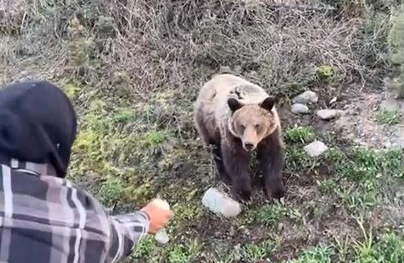 2 men allegedly seen hand-feeding grizzly bear in Smithers B.C.