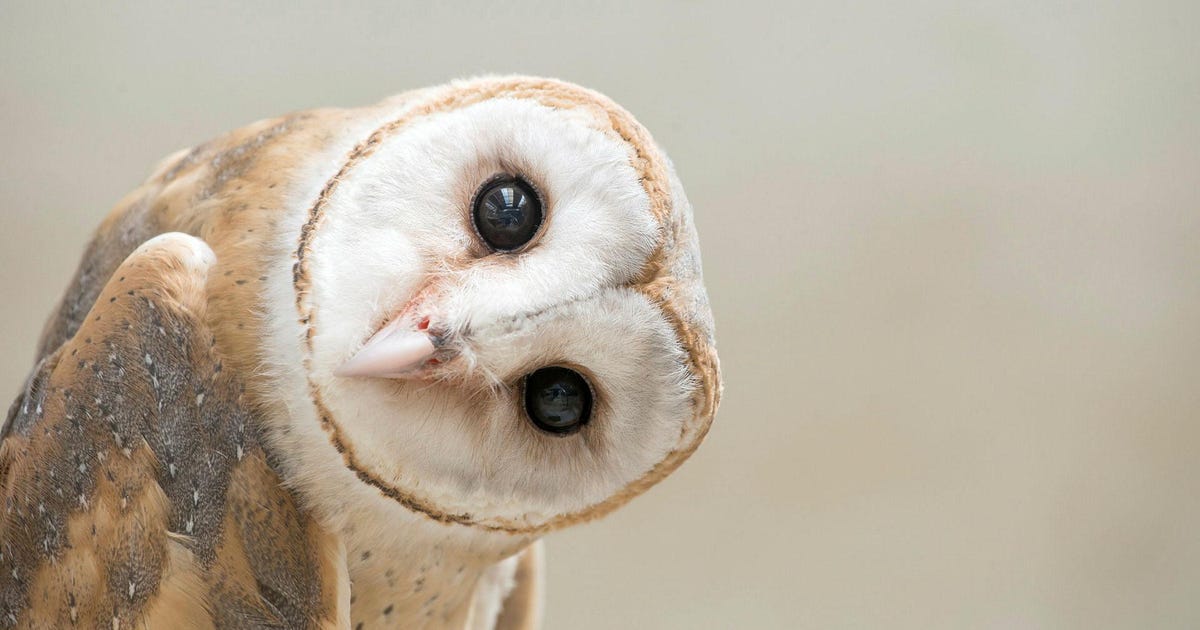Hundreds of Owls and Other Nocturnal Raptors Killed on Israeli Roads, Study Finds