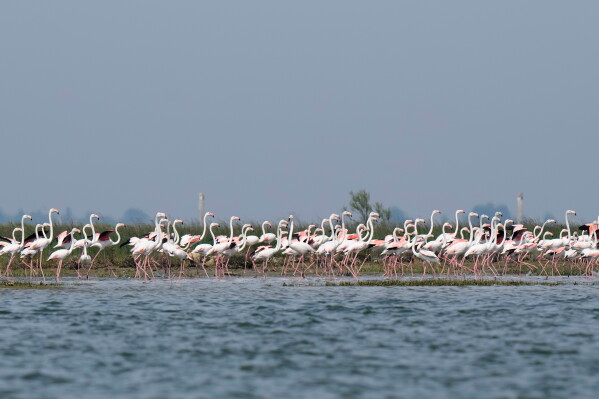 A group of flamingos react to human presence by raising their necks, in the Venetian lagoon, in Venice, Italy, Monday, May 4, 2026. (AP Photo/Luca Bruno)