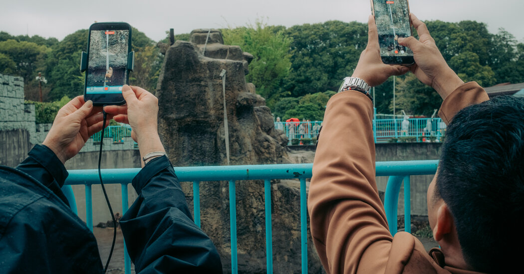 2 Americans Detained in Japan After Entering Punch the Monkey’s Zoo Enclosure