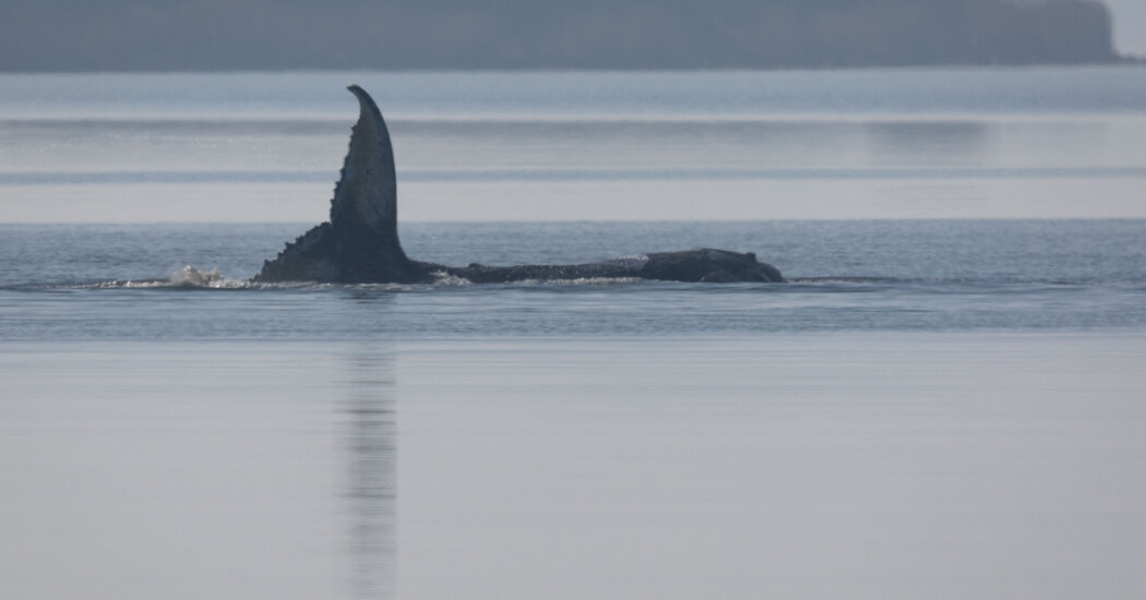 Timmy the Whale Got Stranded Off the German Coast. Then Things Got Weird.