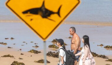 Man killed in great white shark attack in western Australia | Wildlife News