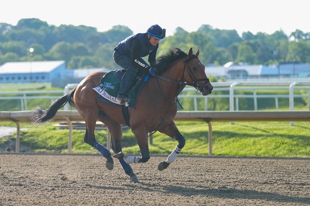 Taj Mahal trains for the Preakness Stakes during morning workouts at Laurel Park, May 13, 2026, in Laurel, Maryland.
