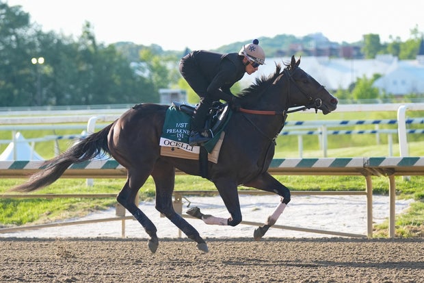 Ocelli trains for the Preakness Stakes during morning workouts at Laurel Park, May 13, 2026, in Laurel, Maryland.