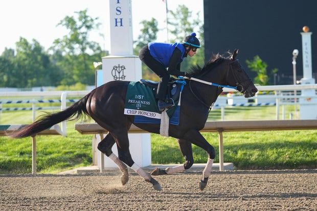 Chip Honcho trains for the Preakness Stakes during morning workouts at Laurel Park, May 13, 2026, in Laurel, Maryland.