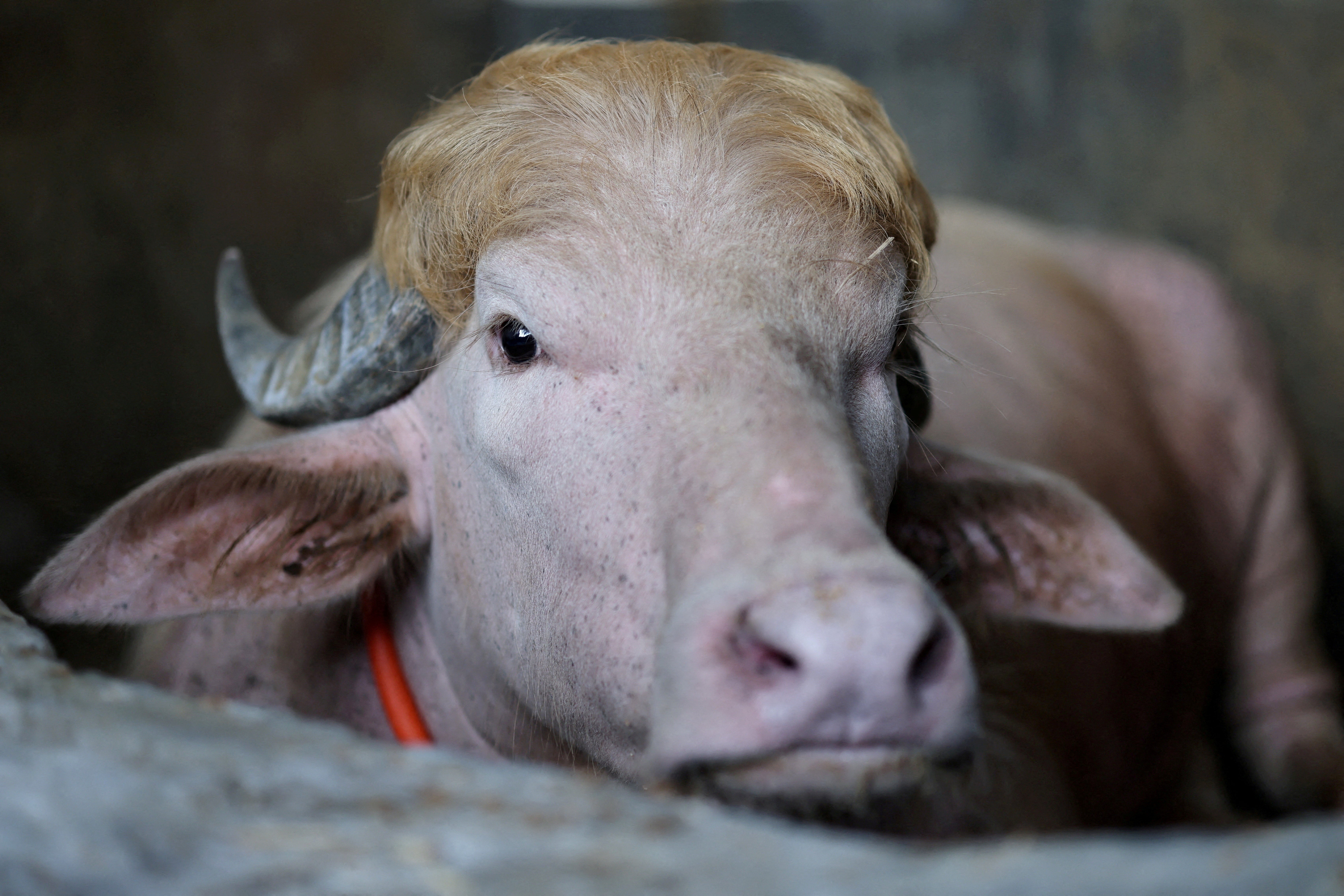 The sacrificial albino buffalo named after U.S. President Donald Trump which recently went viral