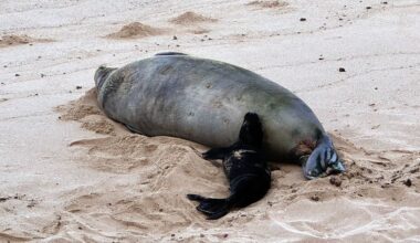 Kaiwi and pup on May 4, 2026 (Courtesy Daniel Dennison DLNR)
