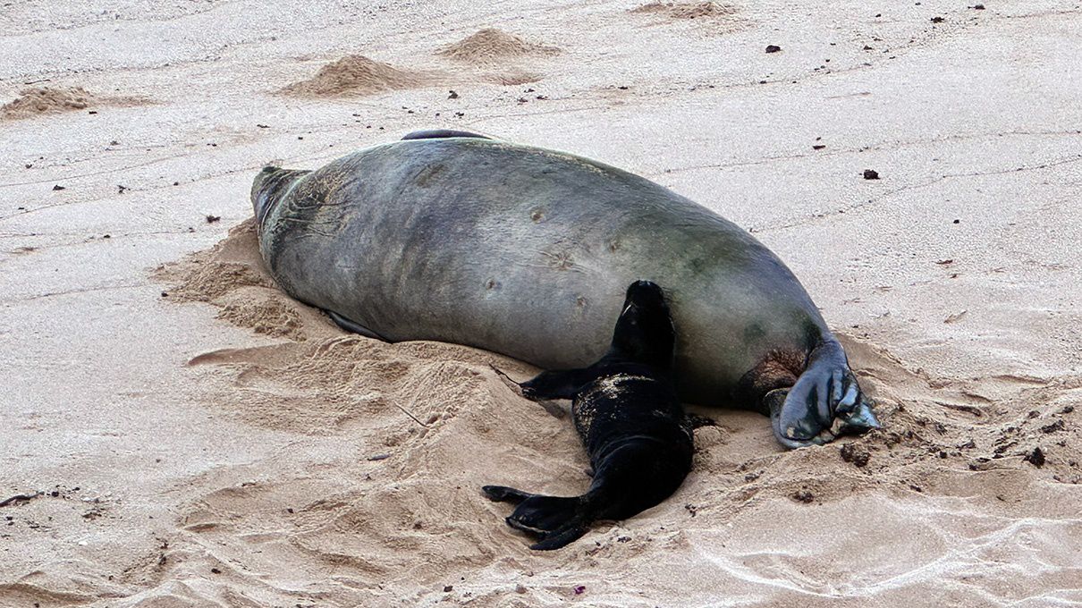 Kaiwi and pup on May 4, 2026 (Courtesy Daniel Dennison DLNR)