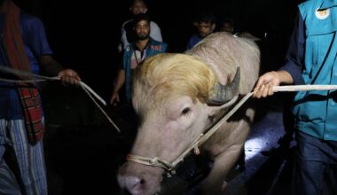 Donald Trump the buffalo saved from Eid sacrifice in Bangladesh
