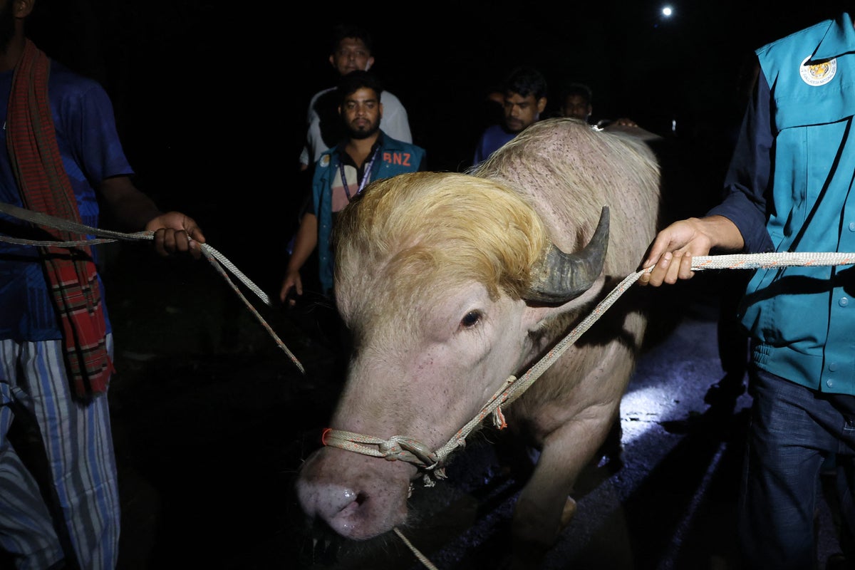 Donald Trump the buffalo saved from Eid sacrifice in Bangladesh