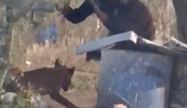 In West Bank, Latest Victim of Israeli Settler Violence Shocks in a New Way
