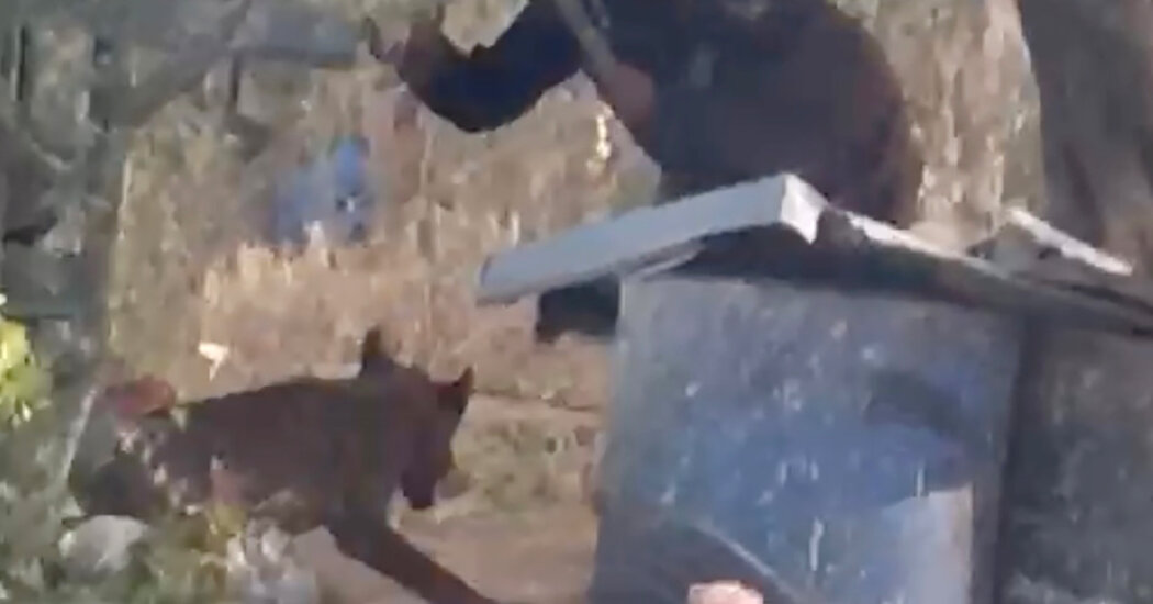 In West Bank, Latest Victim of Israeli Settler Violence Shocks in a New Way