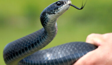 Robert F. Kennedy Jr. Keeps Picking Up Snakes. Is He Doing It Right?