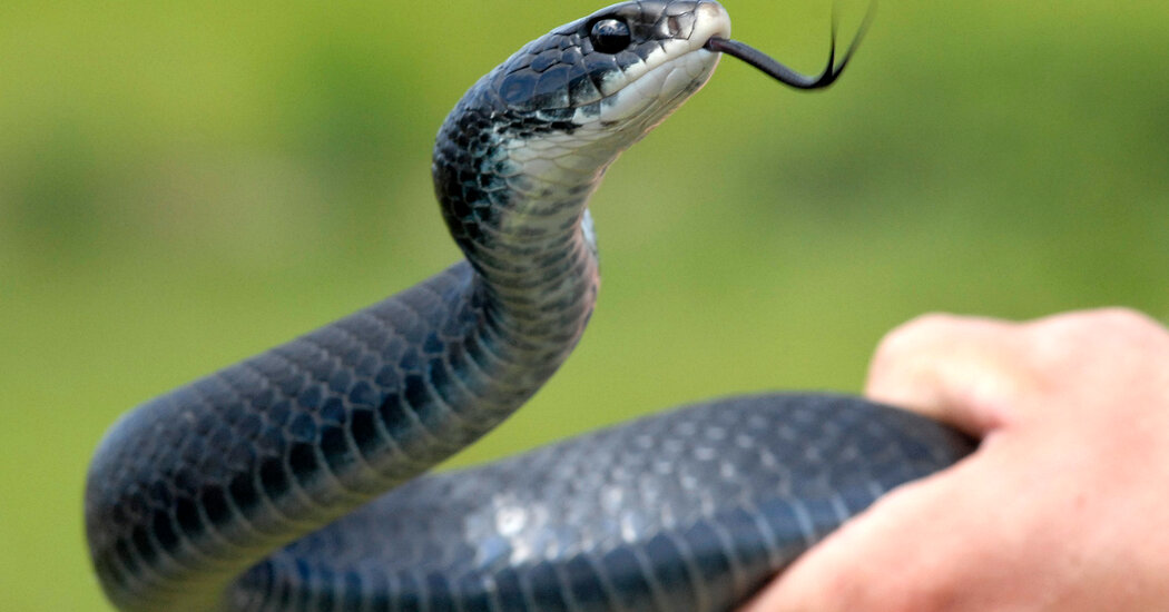 Robert F. Kennedy Jr. Keeps Picking Up Snakes. Is He Doing It Right?