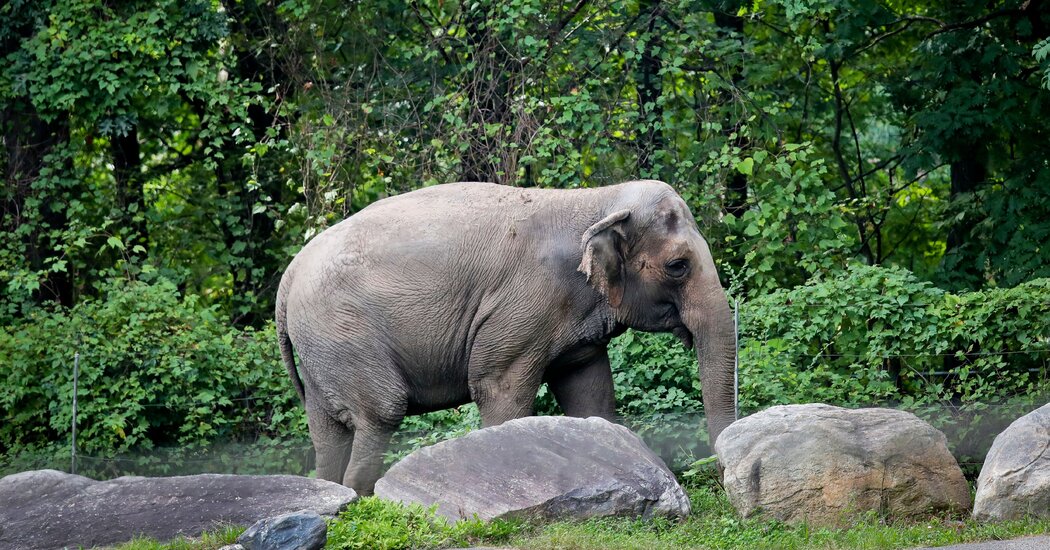 Happy, Bronx Zoo Elephant at Center of Animal Rights Case, Is Dead at 55