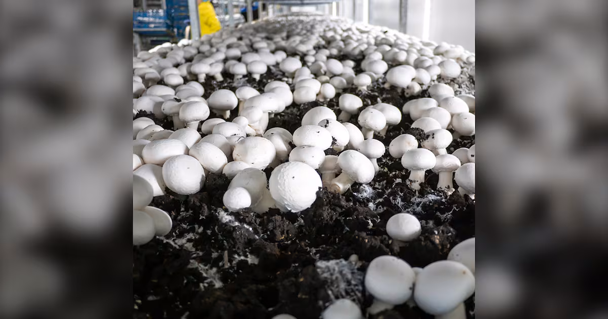 Canadian mushroom growers warn new U.S. tariffs could ‘flood’ domestic market - CTV News