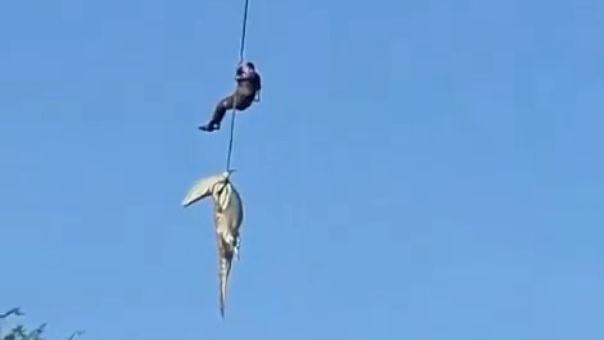 Police officer lowered into crocodile-infested river to recover human remains