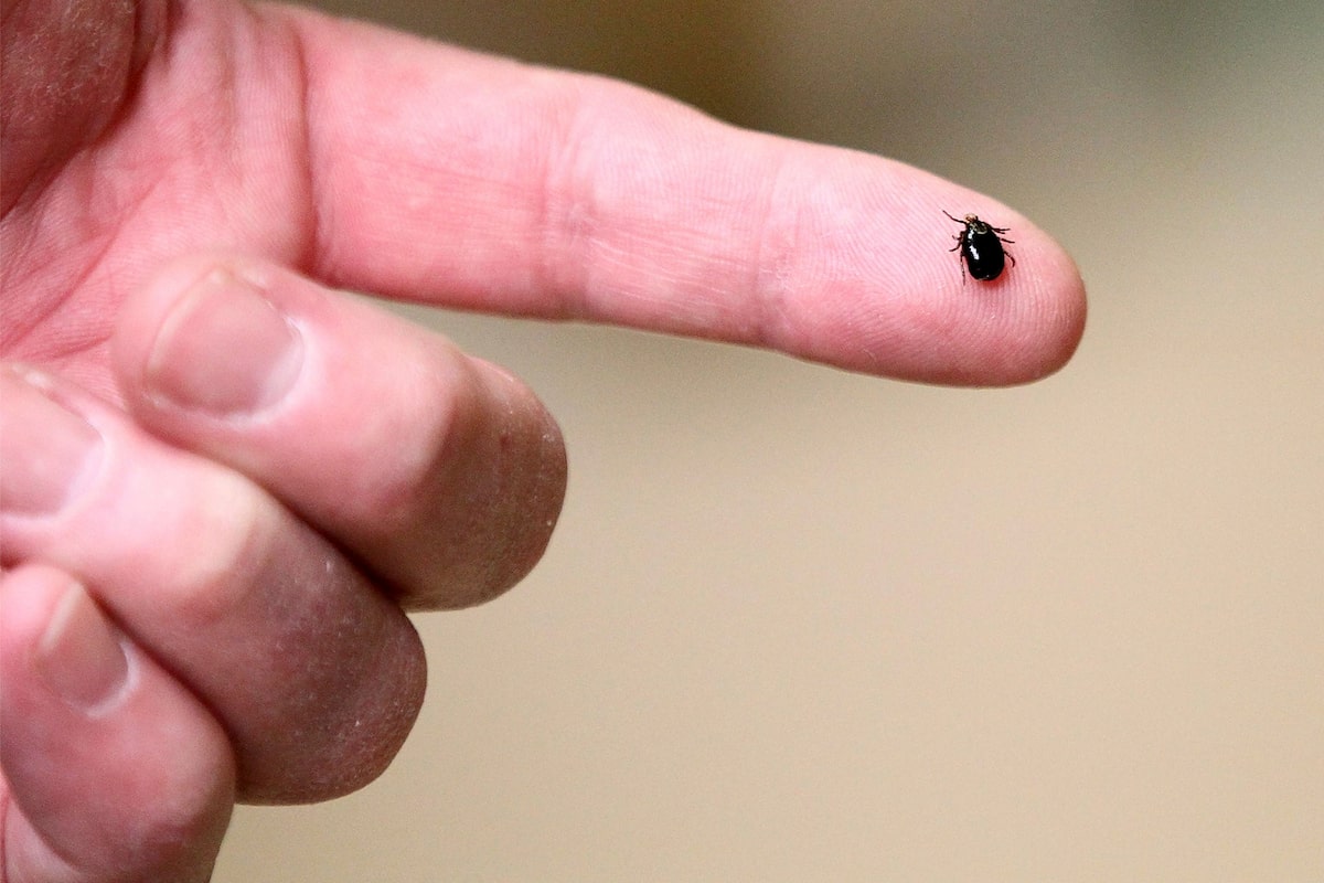 Tick season is here. How can you protect yourself?