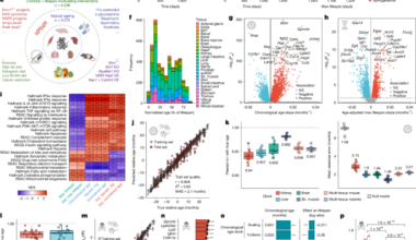 Universal transcriptomic hallmarks of mammalian ageing and mortality