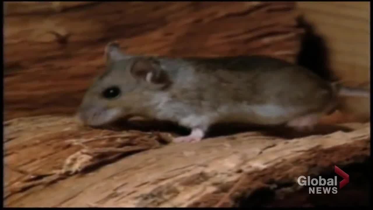 Click to play video: 'Spring cleaning? Watch out for hantavirus'