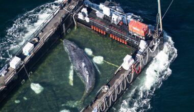 Barge Carrying Formerly Stranded Humpback Whale Journeys To North Sea