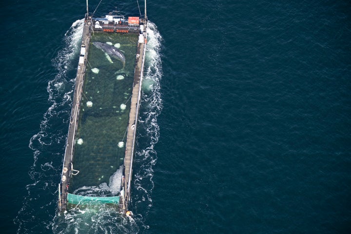 The whale lies in a flooded cargo ship near the Danish border on April 29.