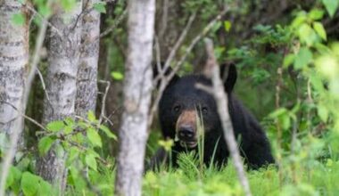 Man killed in Sask. bear attack identified as contractor at uranium exploration site - CTV News