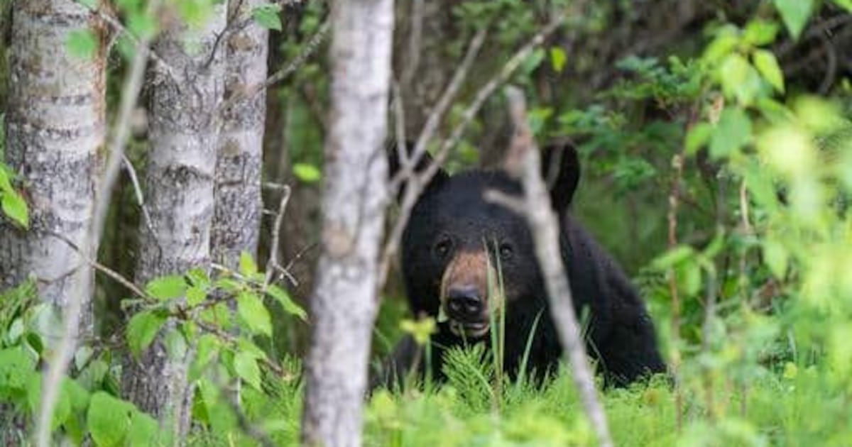 Man killed in Sask. bear attack identified as contractor at uranium exploration site - CTV News