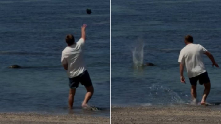The Department of Justice released images from a video showing a tourist accused of throwing a rock at an endangered monk seal.
