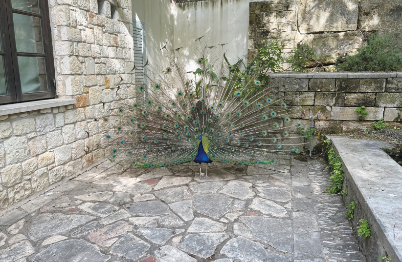 PEACOCK OUTSIDE the writer’s room.