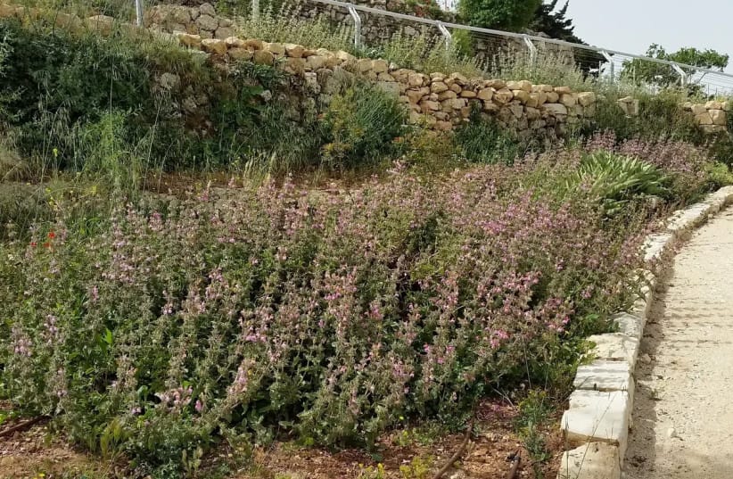The refuge garden at Nebi Samuel Park