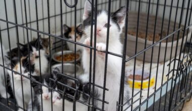 Mississauga: Man facing 130 charges in animal cruelty probe