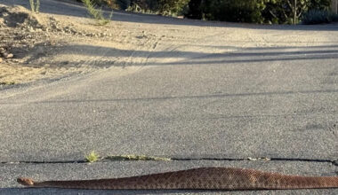 'Never seen such a fat snake': Rattlesnake photo stuns viewers