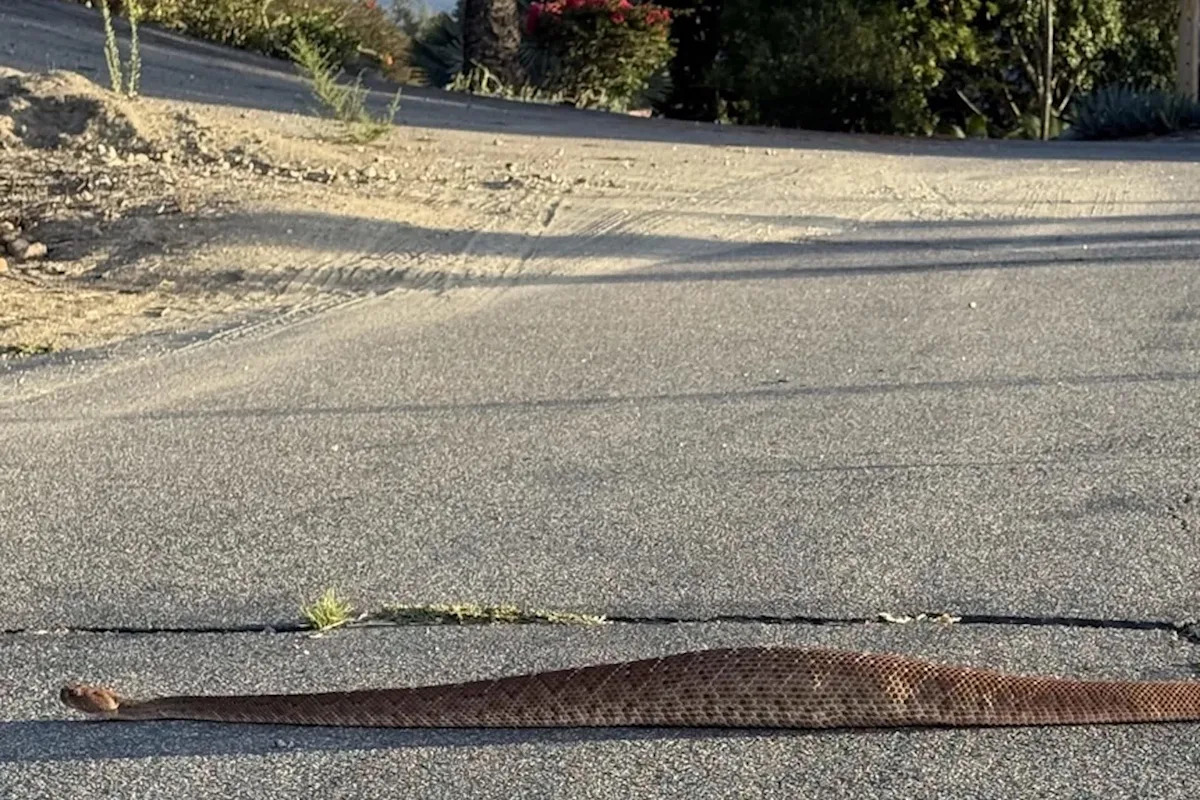 'Never seen such a fat snake': Rattlesnake photo stuns viewers