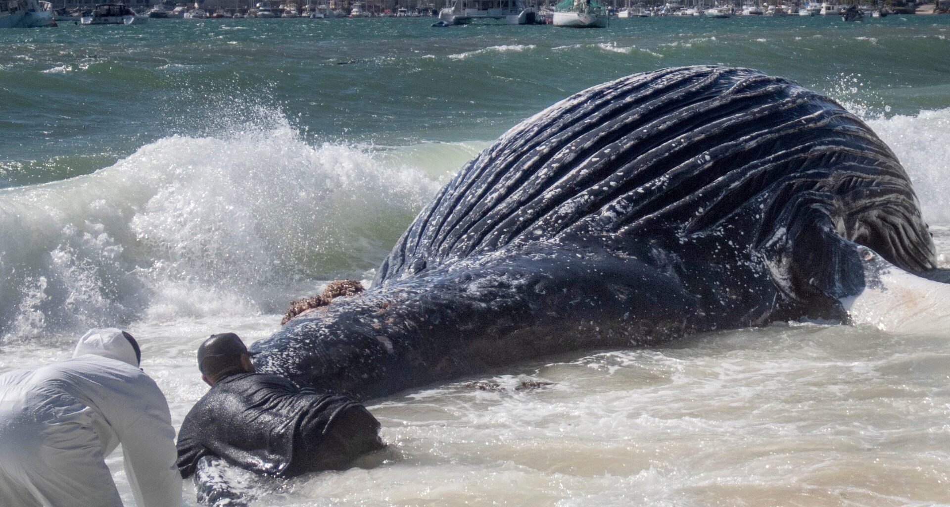 Why the Iran war is threatening whales near South Africa | Environment News