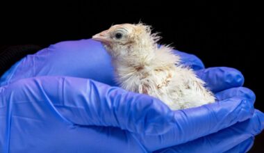 Jurassic Park isn't just a movie anymore as de-extinction startup hatches live chicks