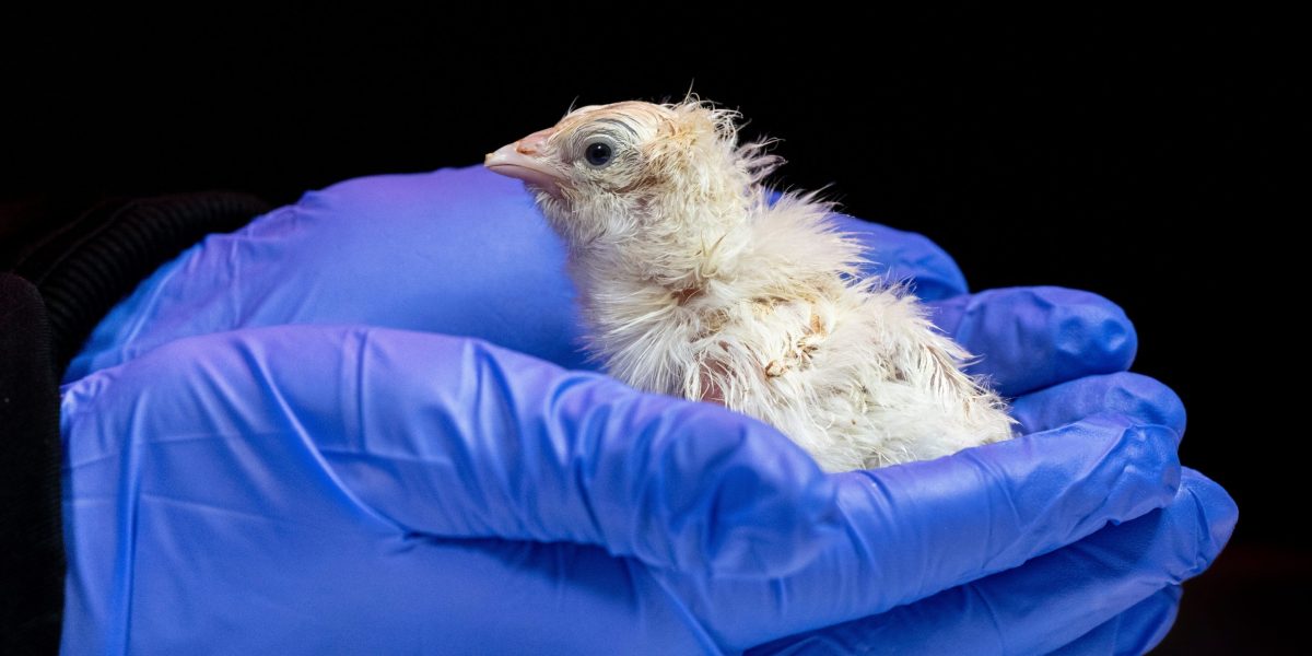 Jurassic Park isn't just a movie anymore as de-extinction startup hatches live chicks