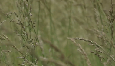 Iran war impacts Missouri farmers as fertilizer prices surge