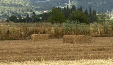 The Blogs: No Cheesecake without Sustainability | Yehuda Yaakov