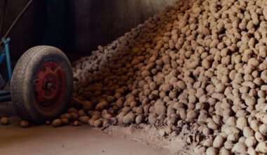 The World Capital of French Fries Has a Problem: Too Many Potatoes