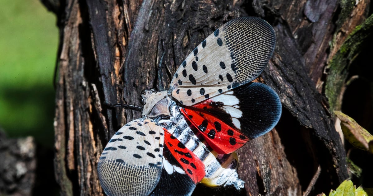 The spotted lanternfly was recently found in Ontario. Here’s why you should ‘squish them’ - CTV News