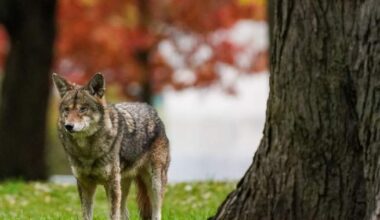 Coyote bites child in head during attack near Toronto, retreats to woods - Toronto