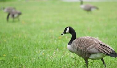 Ontario man fined $1K after pleading guilty to ‘harassing’ Canada geese
