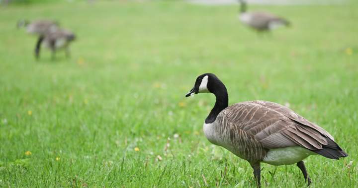 Ontario man fined $1K after pleading guilty to ‘harassing’ Canada geese